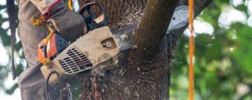 Best Lawn Maintenance Plans  in Brighton, TN