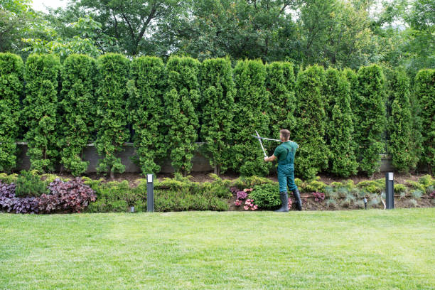 Best Stump Grinding and Removal  in Brighton, TN