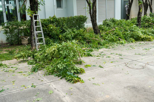 Best Tree Health Inspection  in Brighton, TN