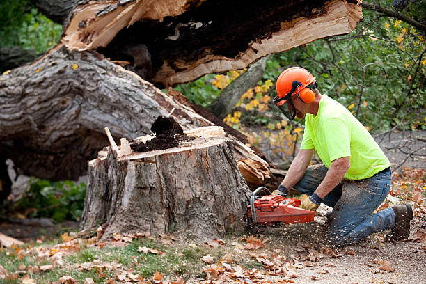 Best Tree Trimming and Pruning  in Brighton, TN