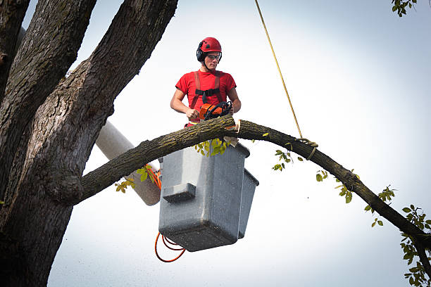Best Tree Planting  in Brighton, TN